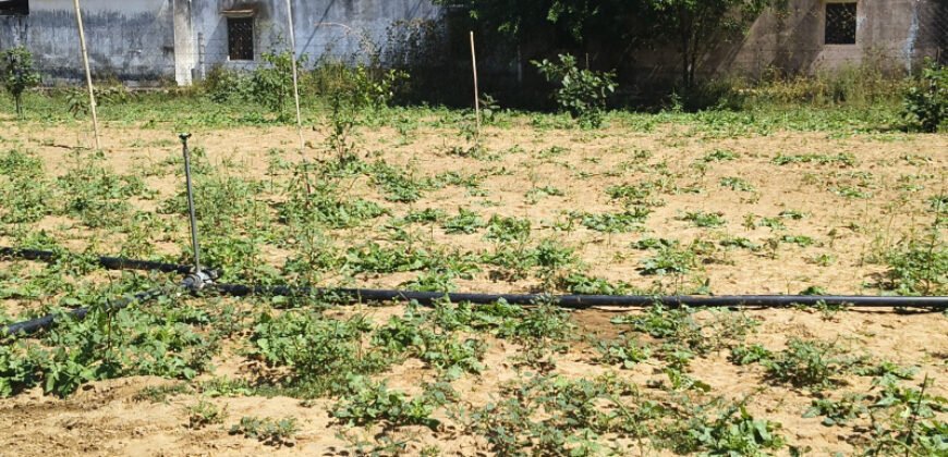 500 Sq. Yards Agricultural/Farm Land