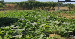 500 Sq. Yards Agricultural/Farm Land