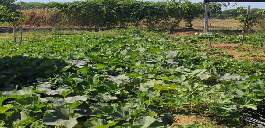 500 Sq. Yards Agricultural/Farm Land